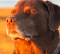 Cooked Dog Meme Sound Effect